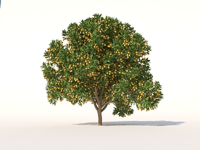 Kumquat Trees Trees with Fruit model