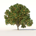 Kumquat Trees Trees with Fruit 3d model
