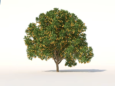 Kumquat Trees Trees with Fruit 3d model