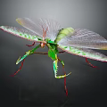Green Mantis With Transparent Wings And Red Legs On Dark Background