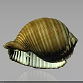 Shellfish Seashell Featuring Yellow And White Stripes In Half Open State On Reflective Surface