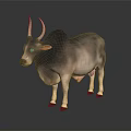Long Horned Gray Brown Zebu Standing on Black Reflective Ground with Dark Background
