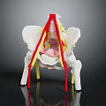 Human Limb Organ Anatomy Model Displaying Bone Structure Red Yellow Nerve Fibers