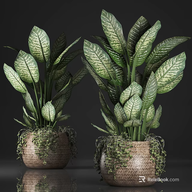 Potted Plants With Green Yellow Variegated Leaves In Woven Pots And Trailing Vines 3d model 