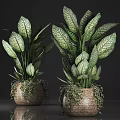 Potted Plants With Green Yellow Variegated Leaves In Woven Pots And Trailing Vines