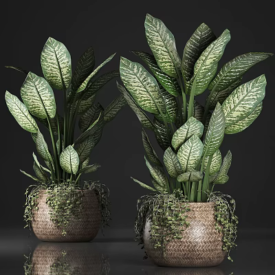 Potted Plants With Green Yellow Variegated Leaves In Woven Pots And Trailing Vines 3d model