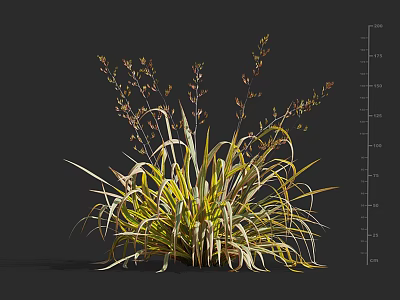 Ornamental Shrub With Green And Yellow Variegated Leaves Slender Flowering Branches And Height Measurement 3d model