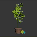 Green Indoor Plant in Brown Pot with Colorful Decorative Balls on Gray Background