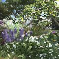 Flowering Shrubs in a Lush Garden with Purple White Blooms Green Foliage and Companion Plants