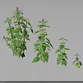Plants of Different Sizes With Green Leaves and Purple Small Flowers on Dark Background