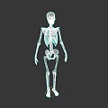 Game Movie Character Detailed Skeleton Figure Anatomical 3D Model Design