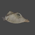 Ancient Fossil Skull Specimen Number 44 85 From Science Lab University of Nevada