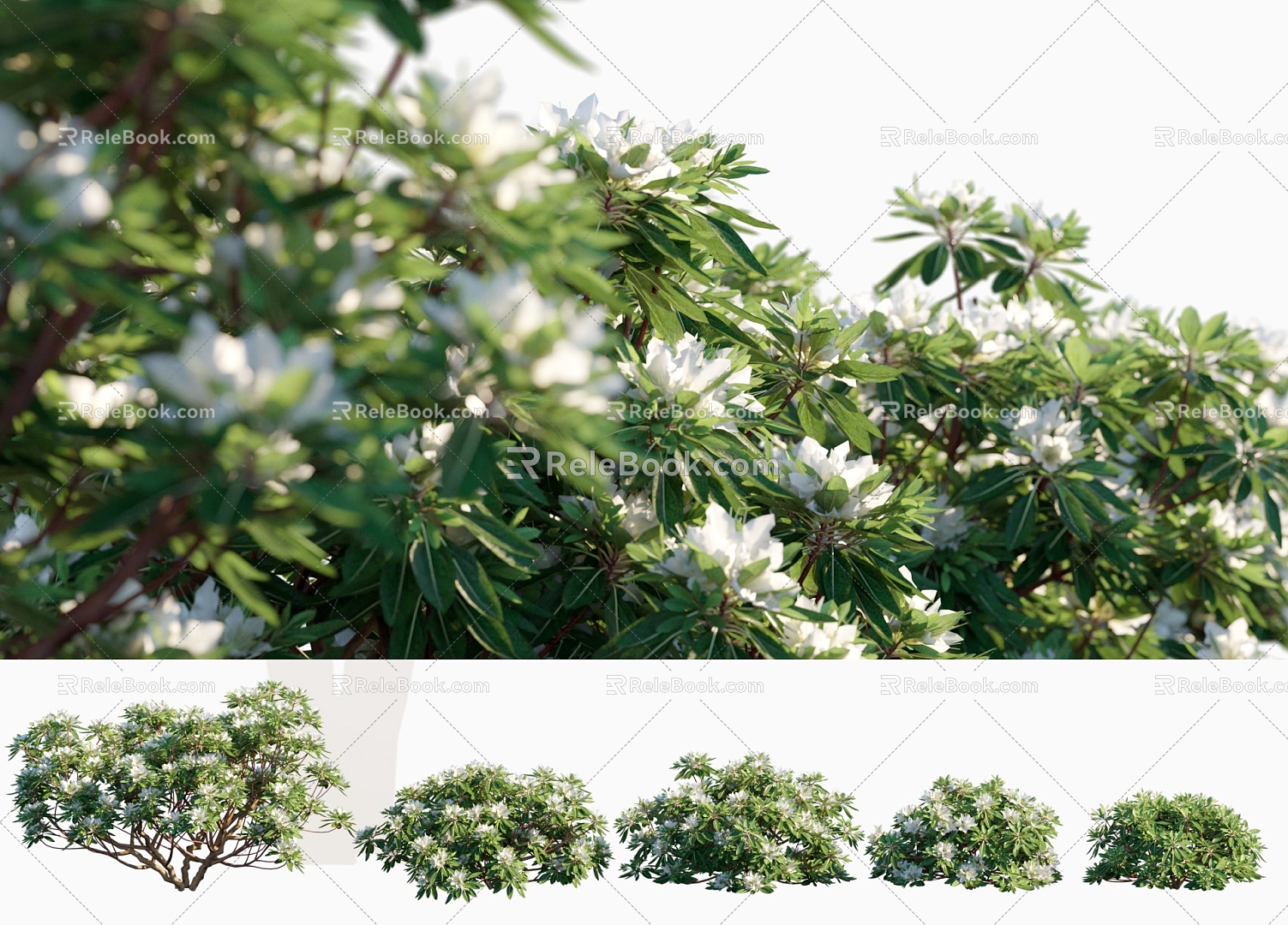 Modern Shrub White Flower Rhododendron Shrub Plant 3d model