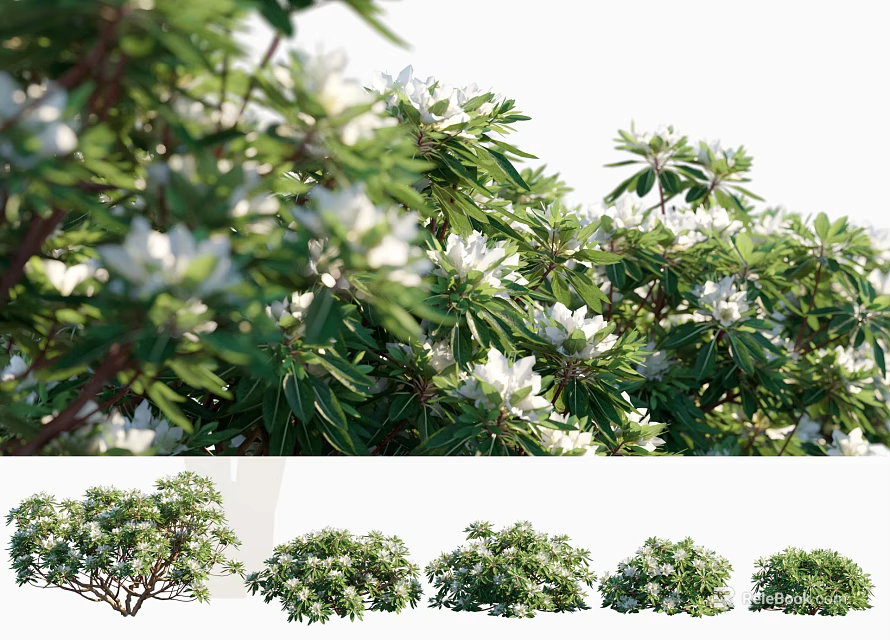 Lush Flowering Shrub With Green Foliage And White Blooms In Various Growth Forms 3d model 