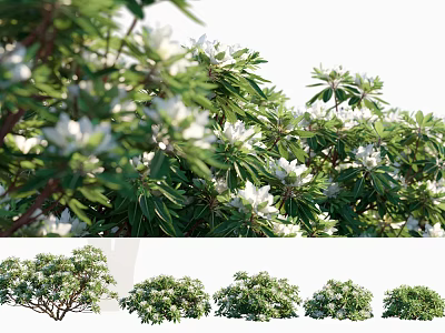 Lush Flowering Shrub With Green Foliage And White Blooms In Various Growth Forms 3d model
