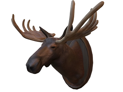 moose head animal specimen 3d model