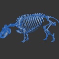 Modern skeleton dinosaur skeleton dinosaur fossil 3d model