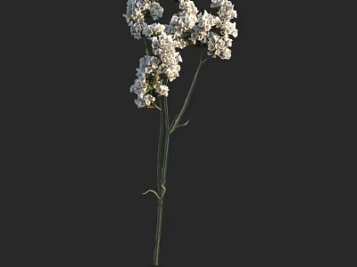 White Floral Arrangement in Vase with Green Stems on Dark Background 3d model