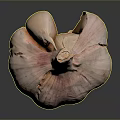 Natural Whole Garlic Bulb With Fresh Pink And White Skin Texture On Dark Surface