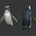 Two Penguins Standing in Front and Back Views on Dark Reflective Surface 3d model