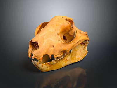 Detailed Orange Yellow Animal Skull With Sharp Teeth On Dark Reflective Surface 3d model
