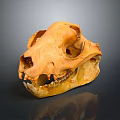 Detailed Orange Yellow Animal Skull With Sharp Teeth On Dark Reflective Surface 3d model
