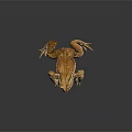 Orange Brown Toad With Blue Eyes And Rough Skin On Dark Background 3d model