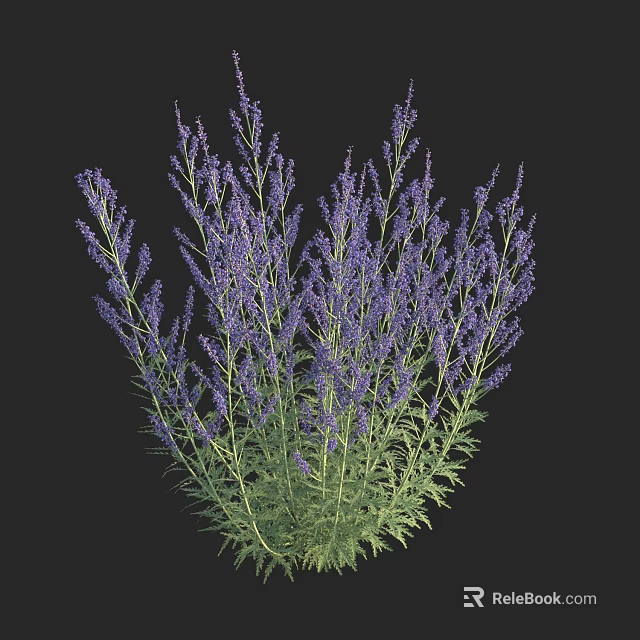 Vibrant Purple Lavender Plants with Green Stems and Lush Leaves 3d model 