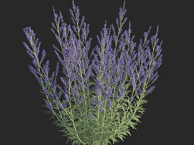 Vibrant Purple Lavender Plants with Green Stems and Lush Leaves 3d model