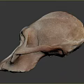 Unique Skull Sculpture With Brown And White Textured Surface On Gray Background