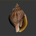 conch bone snail snail field snail shellfish marine animal fish freshwater fish marine fish animal 3d model