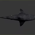 Shark 3D Model With Grayish Blue Body Open Mouth Fins And Tail On Gray Background