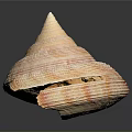 Shiny Conical Seashell With Orange White Stripes On Black Background Surface
