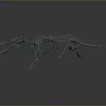 Dinosaur Skeleton In Dynamic Running Pose With Anatomical Structure Details 3d model