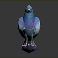 Blue and white pigeon with purple iridescent sheen red eyes pink feet on dark background