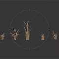 Dried Grass Plants Five Natural Specimens Displayed on White Background