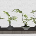 Bonsai Potted Plants On Wooden Shelf With Green Leaves And Various Colored Pots