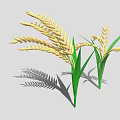 Golden Rice Plants With Green Leaves And Ripe Ears Casting Shadows