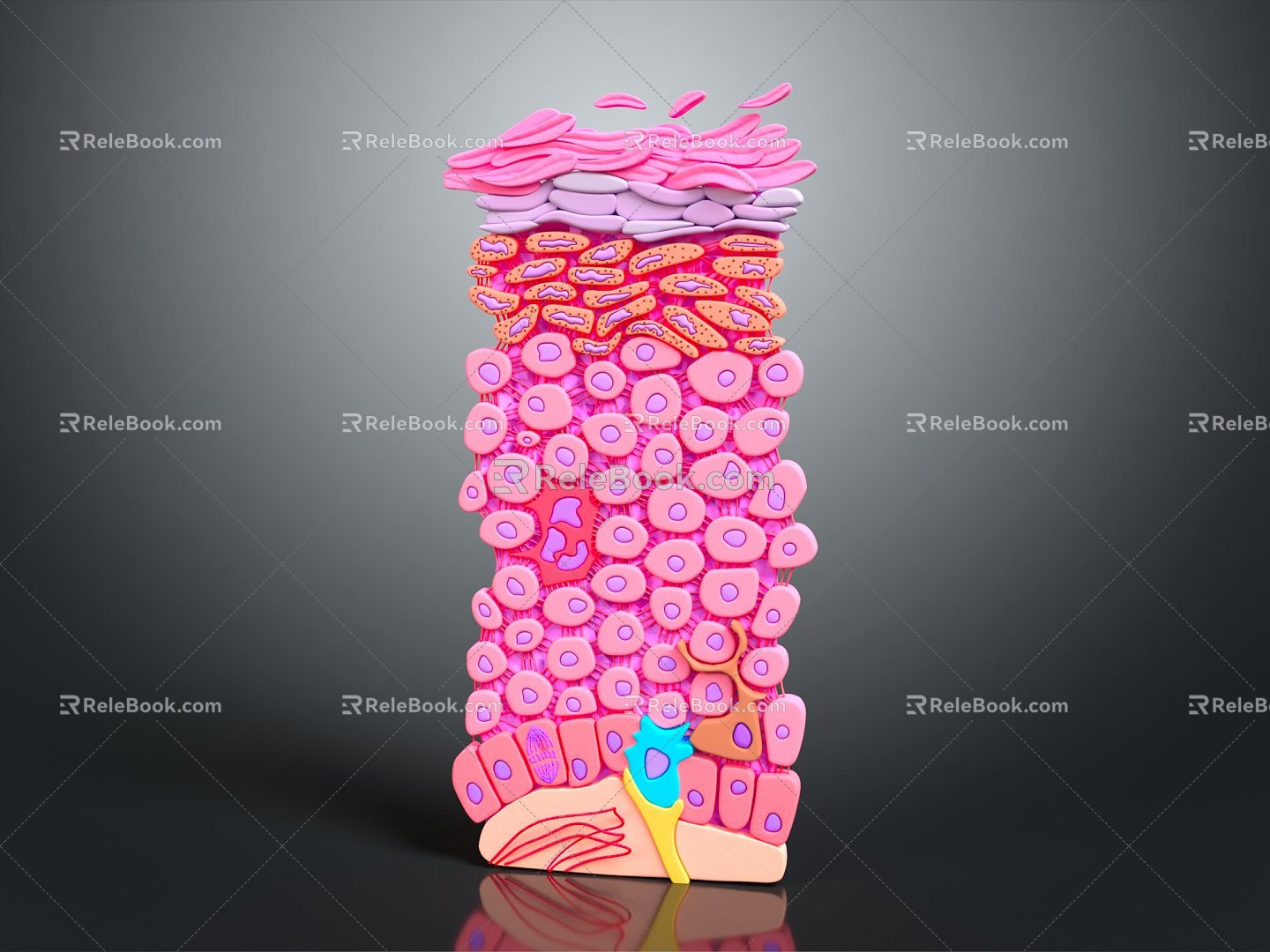 Modern skin structure Epidermal cross section Human skin Skin tissue 3d model