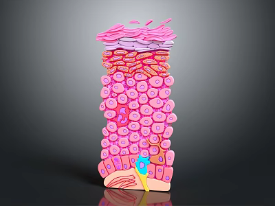 3D Medical Device For Layered Cell Structure Visualization And Tissue Research 3d model