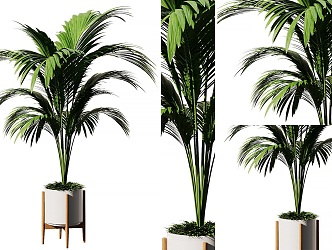 Modern Indoor Sanwei Anemone Potted Plant Green Planting Sanwei Anemone Potted Plant Indoor Flower Pot Green Planting Nordic Solid Wood Potted Plant 3d model