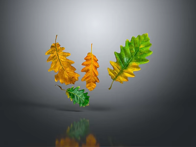 Colorful Oak Leaves Floating On Gray Background With Yellow Orange And Green Tones And Reflection 3d model