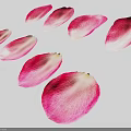Soft Pink Flower Petals Scattered On White Background With Delicate Natural Texture