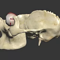 Realistic Anatomical Skull Model With Detailed Eyeballs Green Iris And Red Blood Vessels