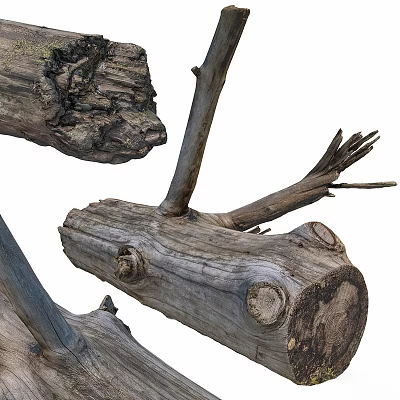Weathered Tree Trunk And Branches With Natural Wood Knots And Rough Texture 3d model