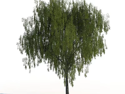 Lush Weeping Willow Tree With Drooping Branches And Green Leaves In Natural Scene 3d model