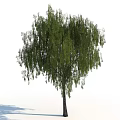 Lush Weeping Willow Tree With Drooping Branches And Green Leaves In Natural Scene