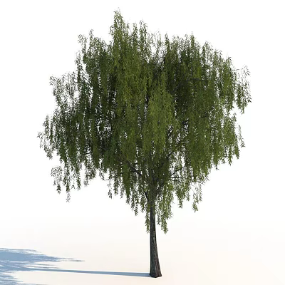 modern tree bird's eye view tree 3d model