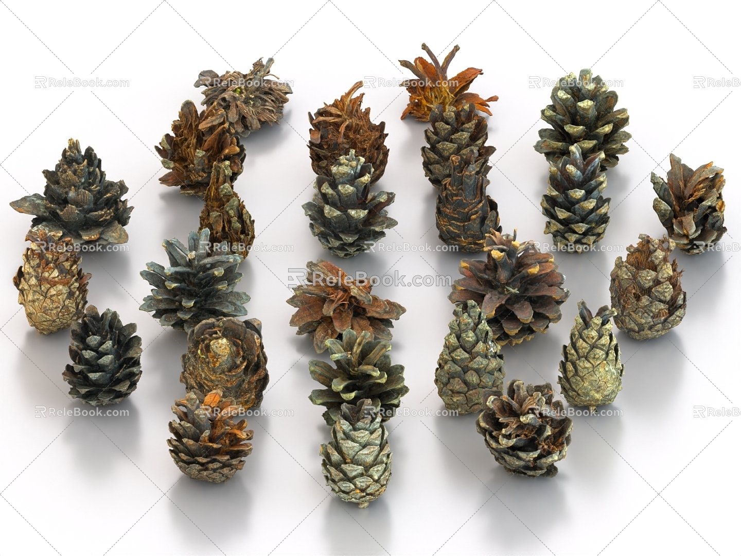 pine cones pine nuts 3d model