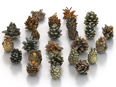 pine cones pine nuts 3d model